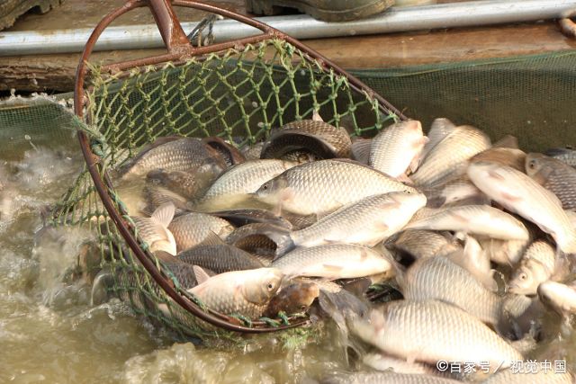 江苏扬州:冬日捕鱼正当时 渔民鱼塘忙